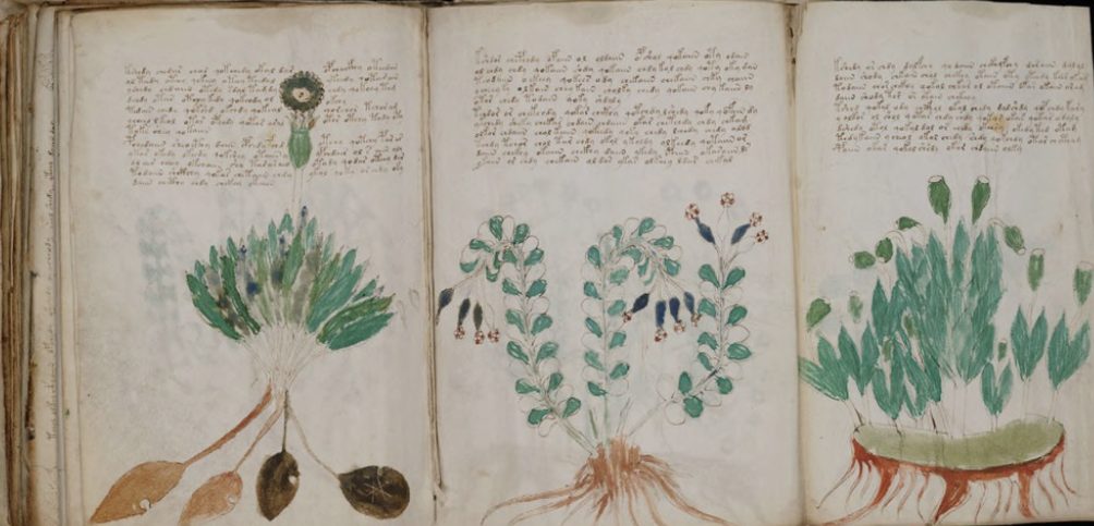 manuscrit de voynich page importante